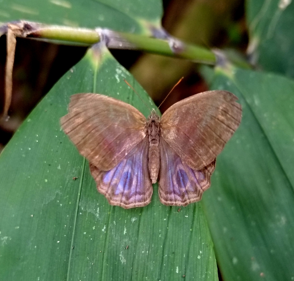 Chloreuptychia chlorimene