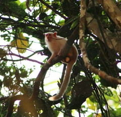 Golden-White Bare-Ear Marmoset photo 2