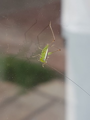 Orthoptera