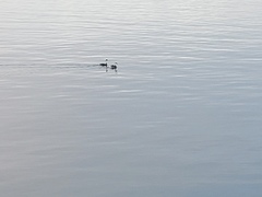 Aechmophorus occidentalis