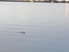 Aechmophorus occidentalis