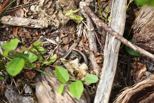 Common Litter Skink