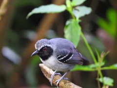 Myrmoborus myotherinus