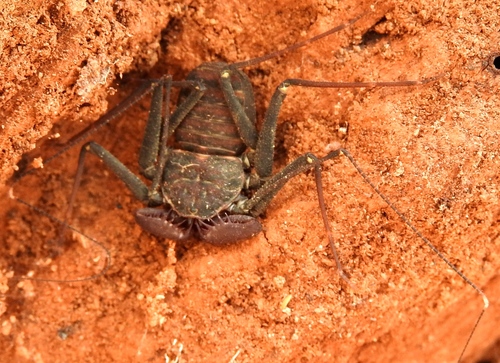 Phrynus operculatus