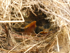 Myiozetetes cayanensis