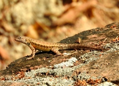Sceloporus nelsoni