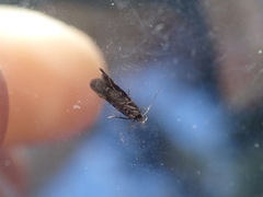 Aproaerema anthyllidella