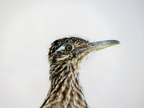 Greater Roadrunner