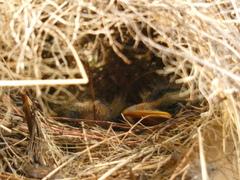 Myiozetetes cayanensis