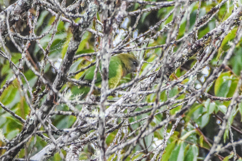 Modest Tiger Parrot (Psittacella modesta), photo 6