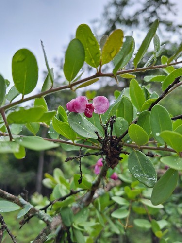 Violet tree