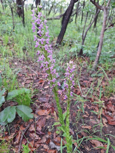 Brachycorythis pleistophylla