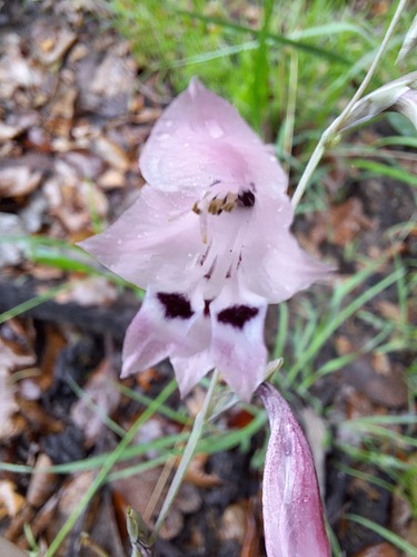 Gladiolus unguiculatus