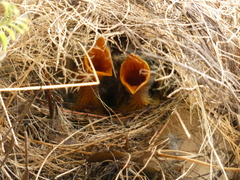 Myiozetetes cayanensis