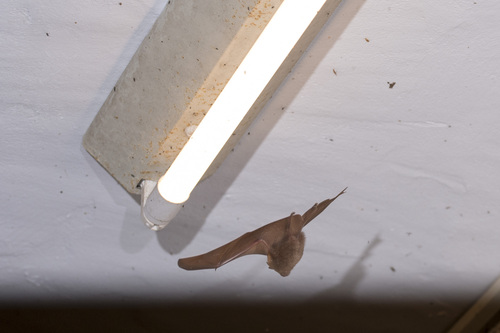 Formosan Lesser Horseshoe Bat