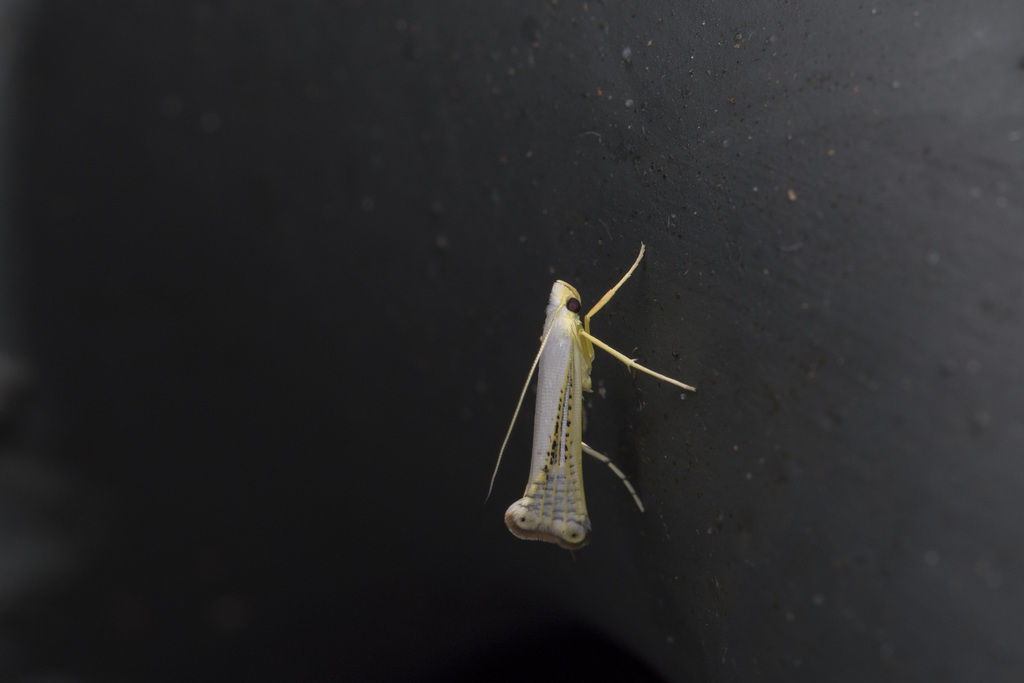 Tonza citrorrhoa