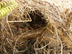 Myiozetetes cayanensis