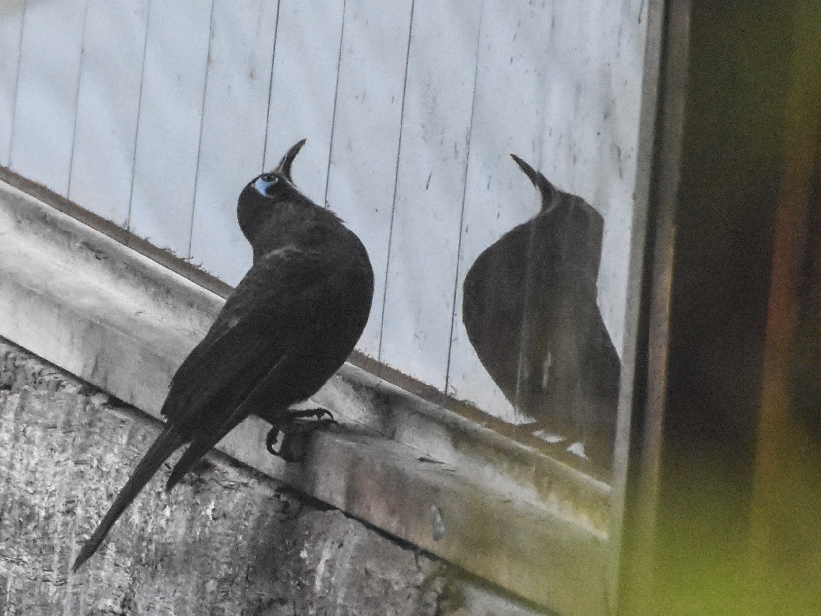 Belford's Melidectes (Melidectes belfordi), photo 4