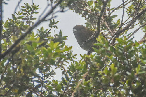 Modest Tiger Parrot (Psittacella modesta), photo 7