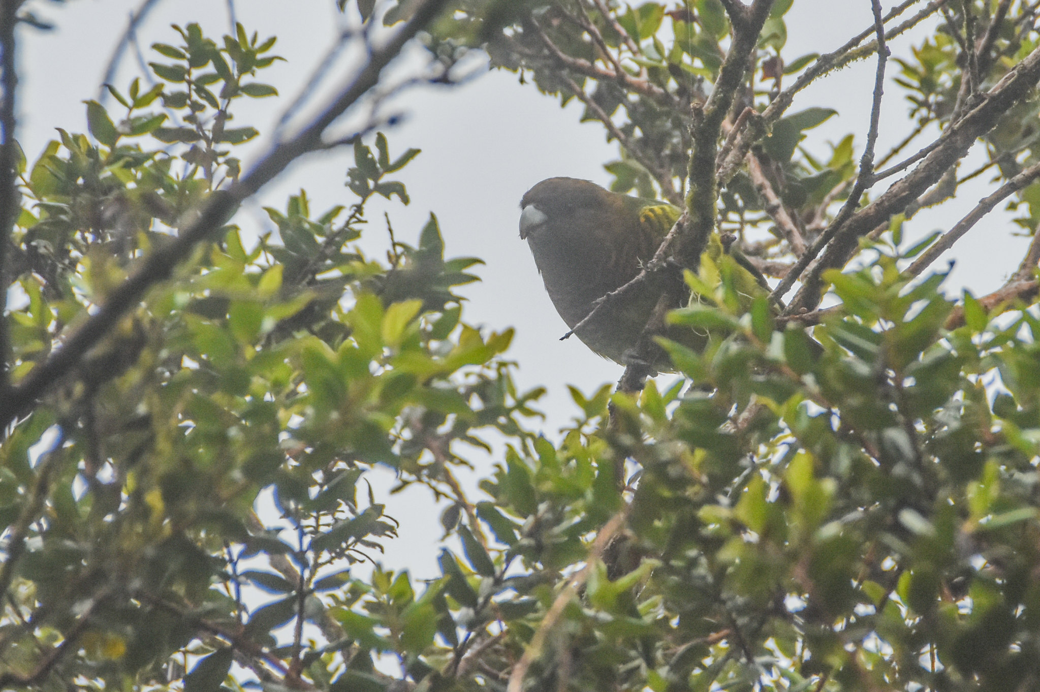 Modest Tiger Parrot (Psittacella modesta), photo 2