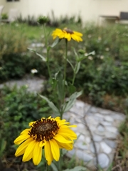 Helianthus laciniatus