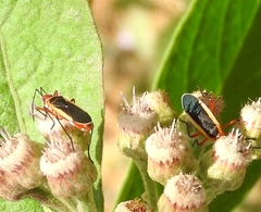 Dysdercus obscuratus