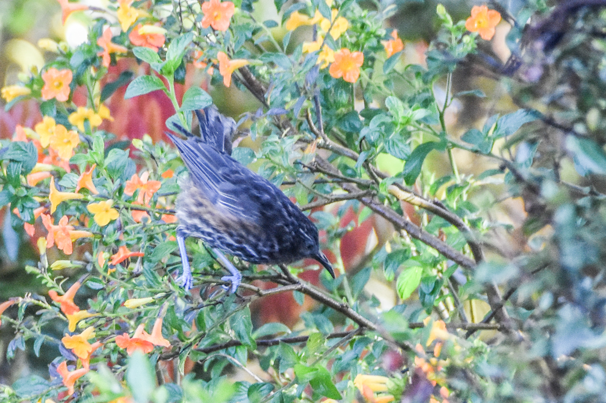 Grey-streaked Honeyeater (Ptiloprora perstriata), photo 5