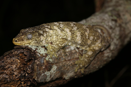 New Caledonia Giant Gecko