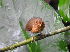 Grallaricula flavirostris