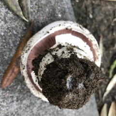 Pseudochitonia