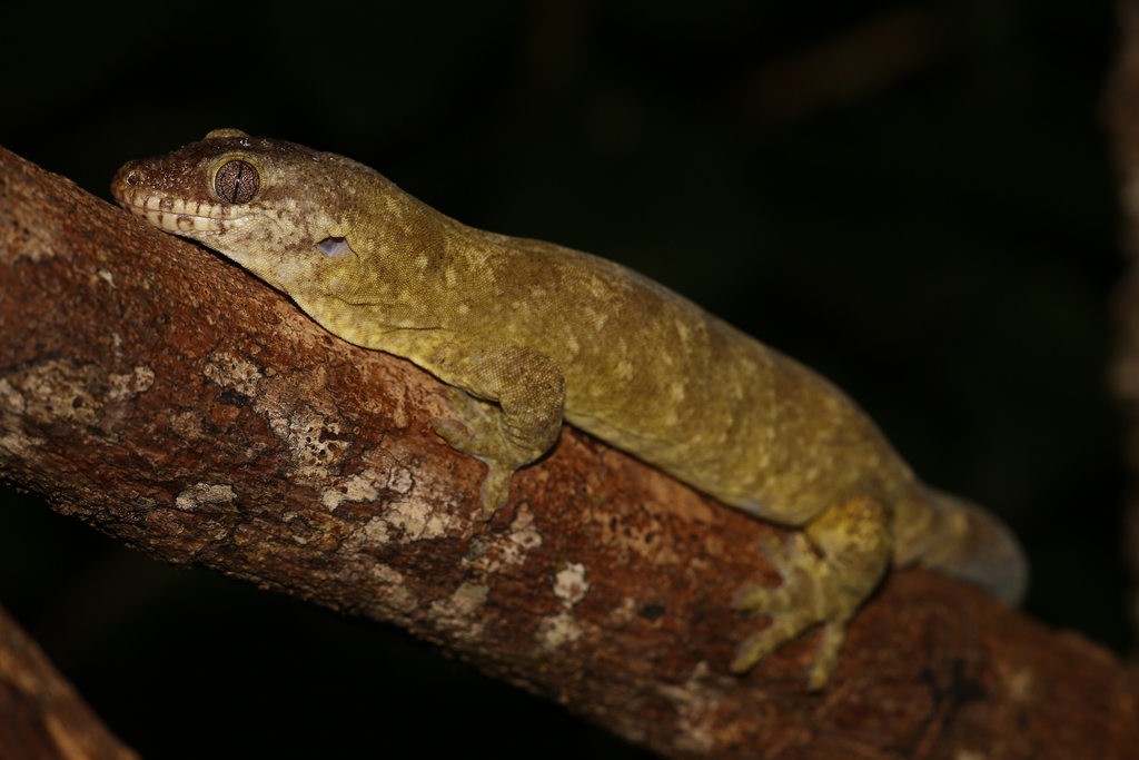 Dwarf Rough-Snouted Giant Gecko