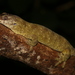 Môrô Islet Giant Gecko - Photo (c) Lennart Hudel, some rights reserved (CC BY), uploaded by Lennart Hudel