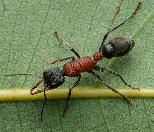 斯氏牛蚁Myrmecia swalei