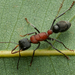 Myrmecia swalei - Photo (c) Gunter Maywald, some rights reserved (CC BY-NC), uploaded by Gunter Maywald