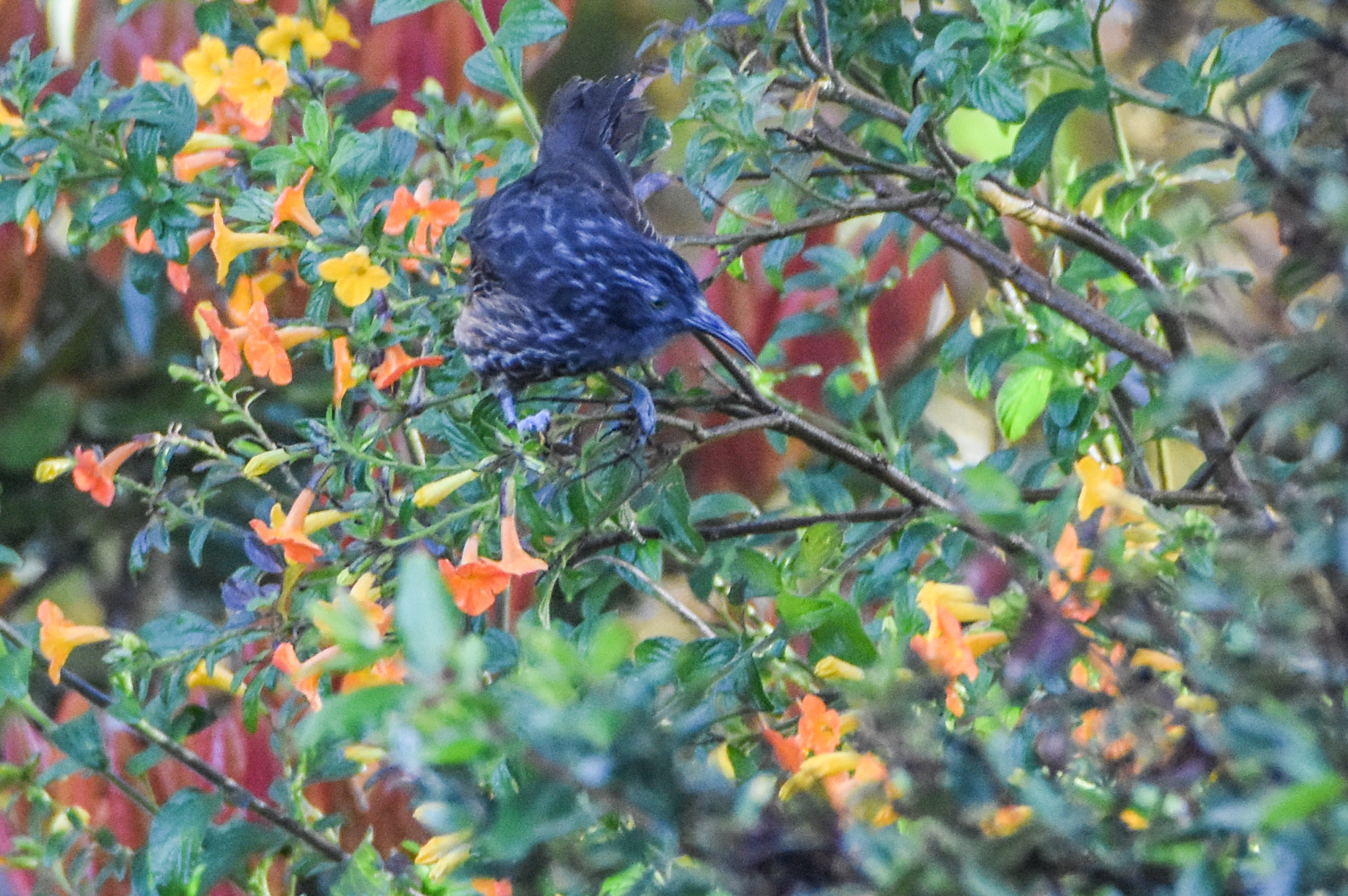 Grey-streaked Honeyeater (Ptiloprora perstriata), photo 6