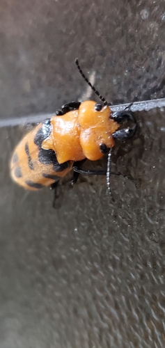 Cissites maculata photo 3