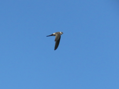 Aeronautes andecolus