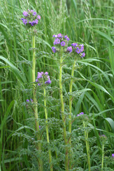 Phacelia franklinii