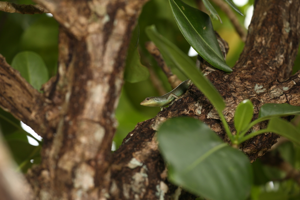 Mystery animal - can you identify it?