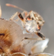 Stictopleurus scutellaris