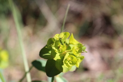 Barbitistes fischeri