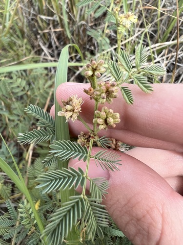 Image of Desmanthus cooleyi by no rights reserved