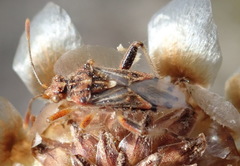 Stictopleurus scutellaris