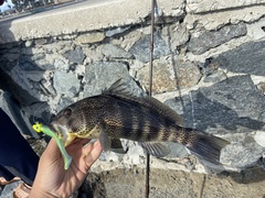 Spotted Sand Bass photo 1