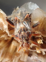 Stictopleurus scutellaris