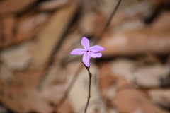 Pseuderanthemum praecox