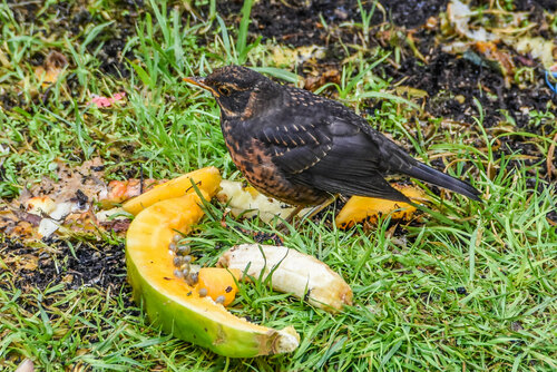 Papuan Island Thrush (Turdus papuensis), photo 4