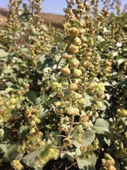 Ambrosia chenopodiifolia