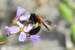 Andrena thoracica