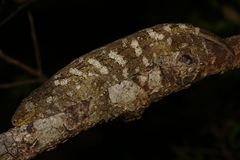 Rhacodactylus leachianus